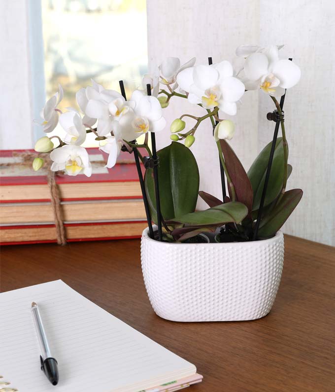 Purely Pristine White Orchid Duo - Image 2