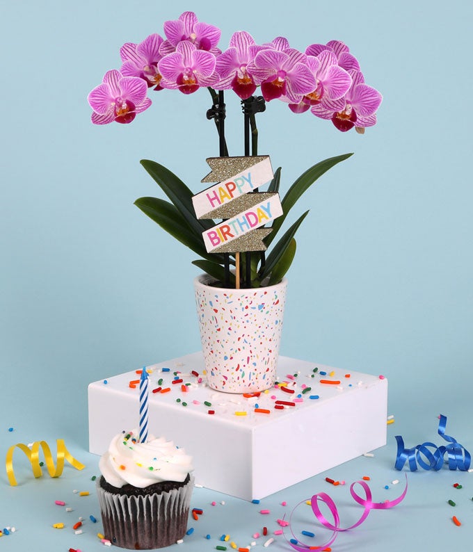 Purple Confetti Birthday Orchid - Image 2
