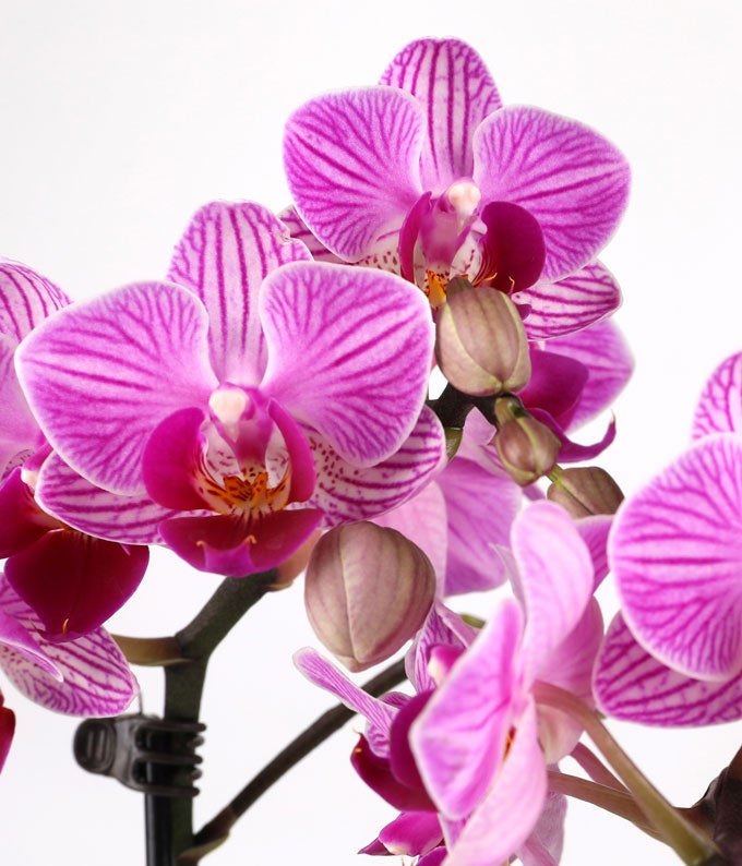 Purple Confetti Birthday Orchid - Image 3