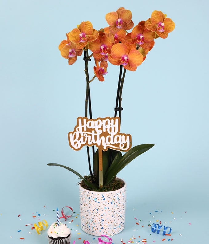 Peach Confetti Birthday Orchid - Image 2