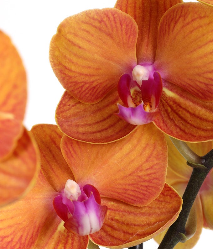 Peach Confetti Birthday Orchid - Image 3
