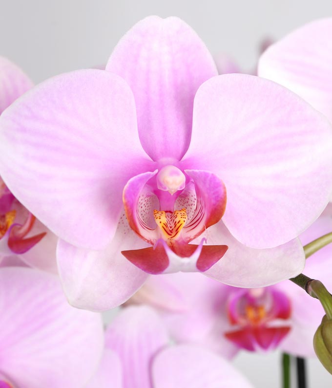 Pink Get Well Soon Orchid with Lavender - Image 3