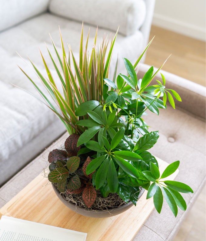 Premium Dish Garden - Image 2