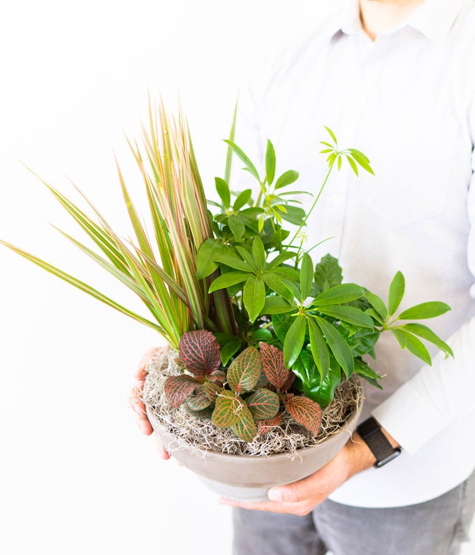 Premium Dish Garden - Image 3