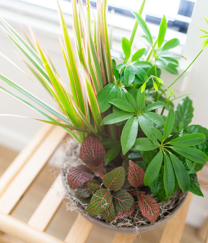 Premium Dish Garden - Image 4