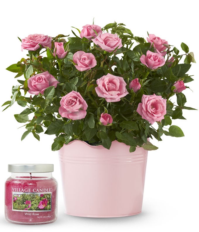 Rose Petal Glow Gift Bundle